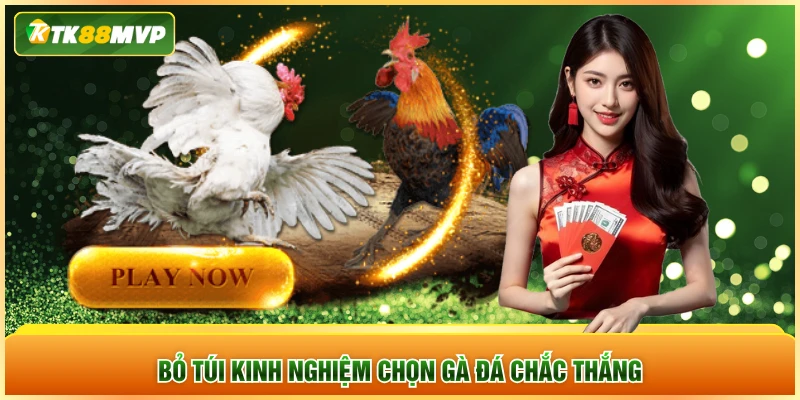 Bỏ túi kinh nghiệm chọn gà đá chắc thắng