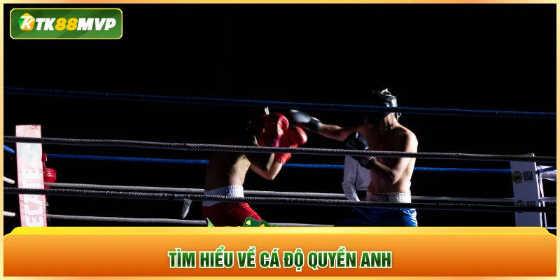 Tìm hiểu về cá độ quyền anh