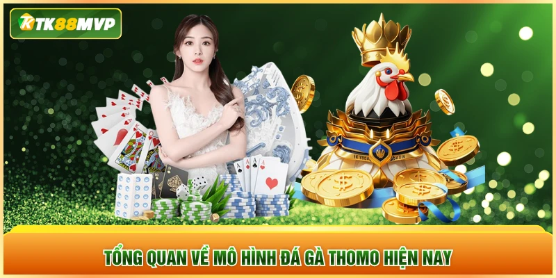 Tổng quan về mô hình đá gà Thomo hiện nay